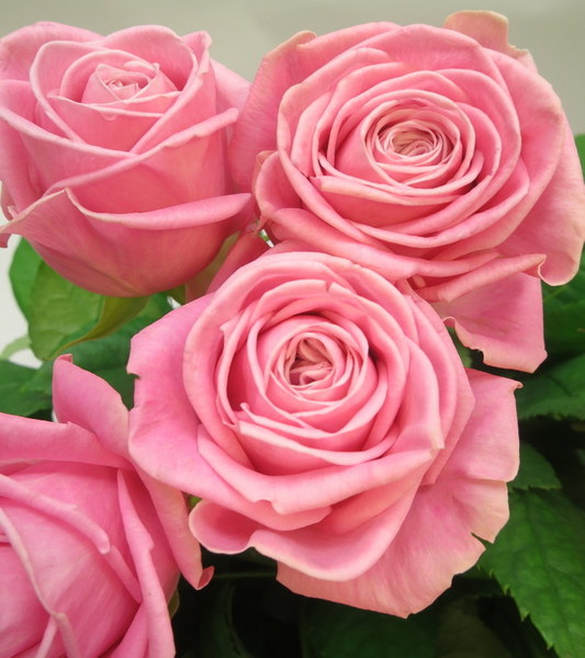 rozes roz 15 gab lakstos rozes roz 15 gab lakstos