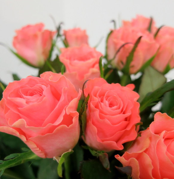 rozes 21 gab lakstos rozes 21 gab lakstos